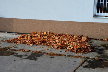 raking leaves on piles. the leaves are taken to a composting plant or to a community composter....
