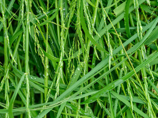 fresh water dew drops on green foliage leaves macro shot