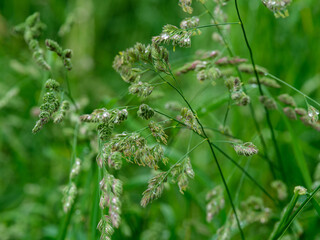 fresh water dew drops on green foliage leaves macro shot