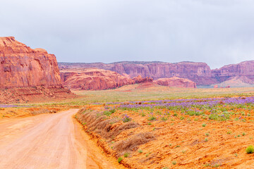 Desert purple, blue wild flower. Phacelia blooming in vast landscape of Monument Valley