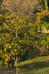 autumn trees in the park