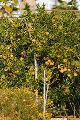 lemon tree in garden