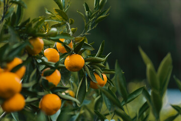 oranges on tree