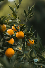 orange tree with fruits
