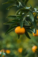 orange tree with fruits