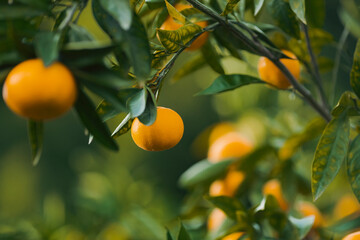 orange tree with fruits