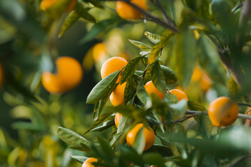 oranges on tree