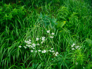 abstract green grass foliage texture in summer meadow