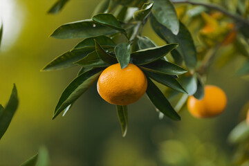 mandarin on tree