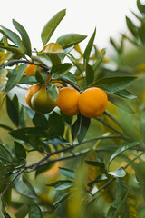 orange fruit tree