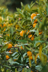 oranges on tree