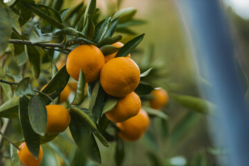 oranges on tree