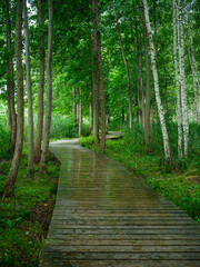 Fototapeta na wymiar old wet wooden footpath walkway in deep green forest