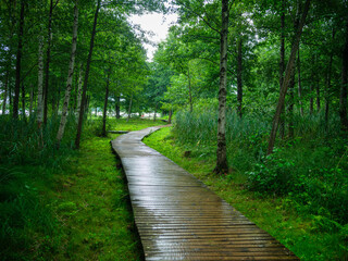 old wet wooden footpath walkway in deep green forest