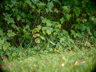 abstract green grass foliage texture in summer meadow