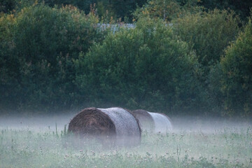 rolls of dry hay in green summer meadow