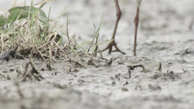 lapwing in the duemmer basing