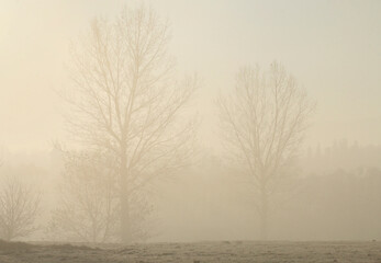 Misty landscape in the morning.