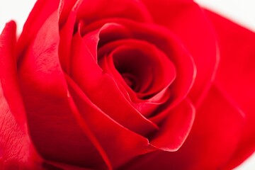 Closeup of red rose bud