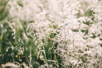 Thin light panicles surrounded by green grass glow from the sunlight. Beautiful nature background 
