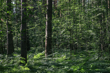 Green forest on a sunny summer morning. Trees, shrubs and ferns. Beautiful wildlife background 