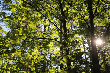 The sun shines through the trunk and leaves of a young rowan tree in the forest on a spring morning. Beautiful nature background 