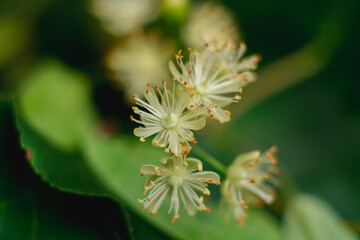 Macro linden flowers on a linden branch bloom in summer
