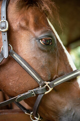 profile photo of horse head face close up