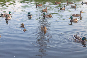 Many ducks with ducklings swim in the pond in the summer