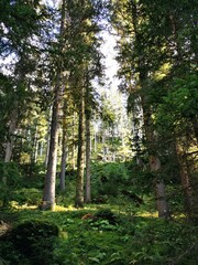 trees in the forest