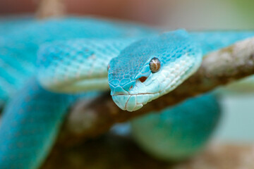 snake on a blue background