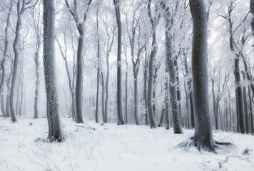 Fototapeta premium Winter forest in the mountains. Majestic winter treet.