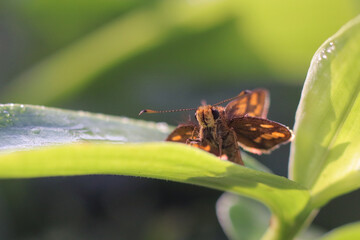 butterfly on leaf