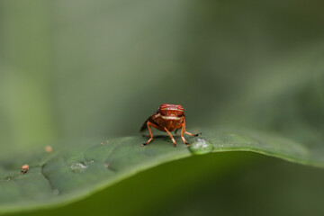 fly on leaf