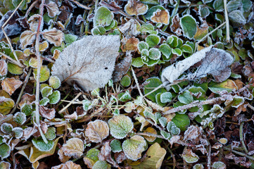 Frost on a cold autumn morning on the grass and leaves of plants.