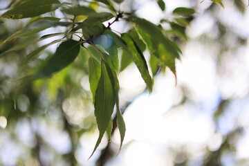 枝に沢山なった可愛いどんぐり