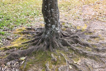 複雑に絡み合う古い木の根っこ