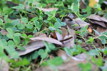 枯れ葉に包まれたどんぐりと緑のクローバー