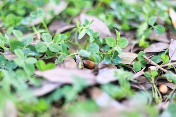 枯れ葉に包まれたどんぐりと緑のクローバー