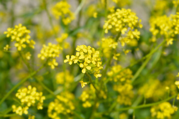 Fototapeta premium Turkish rocket