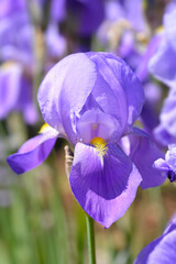 Southern Adriatic Iris