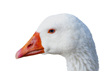 Detail of the head of a white goose isolated on white background