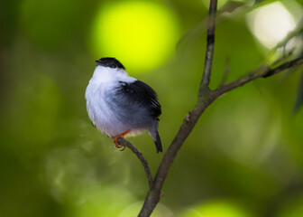 A cute black and white bird, White-bearded Manakin, Manacus manacus, preening in a tropical rainforest