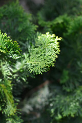 Hinoki cypress Gracils