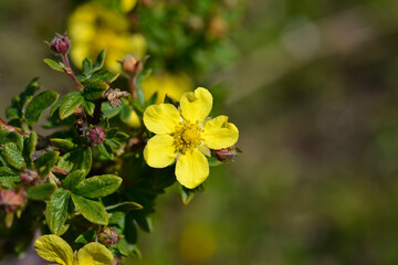 Shrubby Cinquefoil