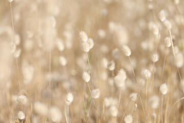 Closeup of dry plant bunny tail background