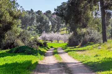  Israel. Spring green world
