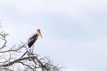 A lone painted stoke standing high up on the edge of a tree at Yala national park in Sri Lanka