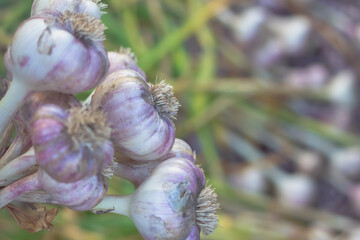 The harvest of large garlic is dried after harvesting from the garden in the summer