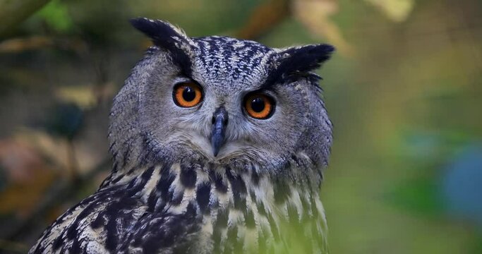 A Eurasian Eagle-Owl are resting in a tree
